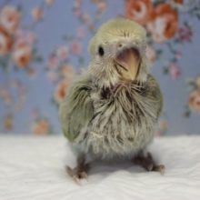 優しいよもぎ色💚コザクラインコ(シナモン)