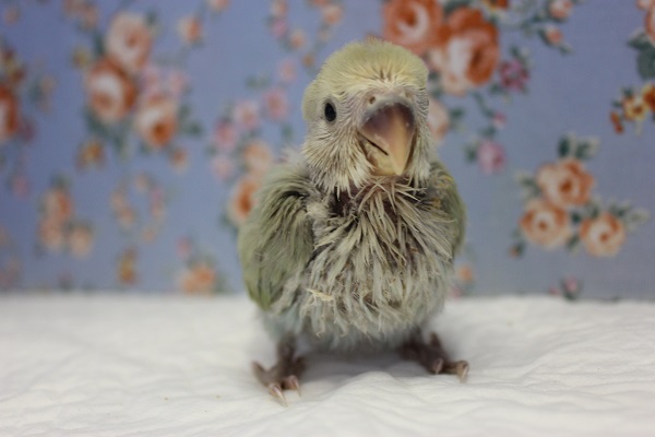 優しいよもぎ色💚コザクラインコ(シナモン)