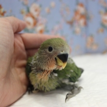 ノーマル💚コザクラインコ ヒナちゃんです