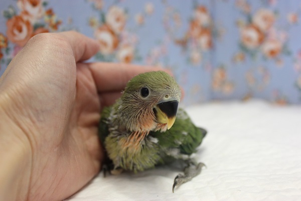 ノーマル💚コザクラインコ ヒナちゃんです