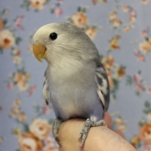 推しコザ💙手乗りコザクラインコ(バイオレットパイド)