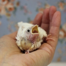 いっぱい食べる君が好き♩Ｒ5.1月生 白文鳥ヒナちゃん♡