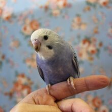 内気なの💙手乗りセキセイインコ💙(オパーリン)