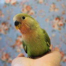このかわいさ､たまらない❤️ノーマル コザクラインコ❤️