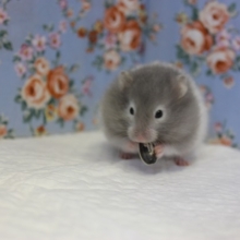 人気のセーブルハムちゃんがやって来た💙♂