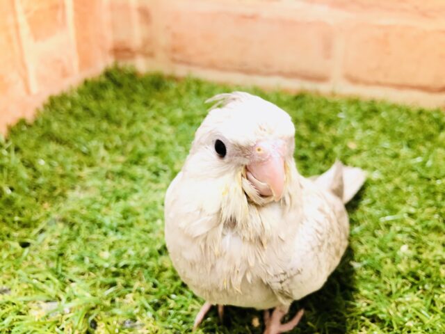 オカメインコ