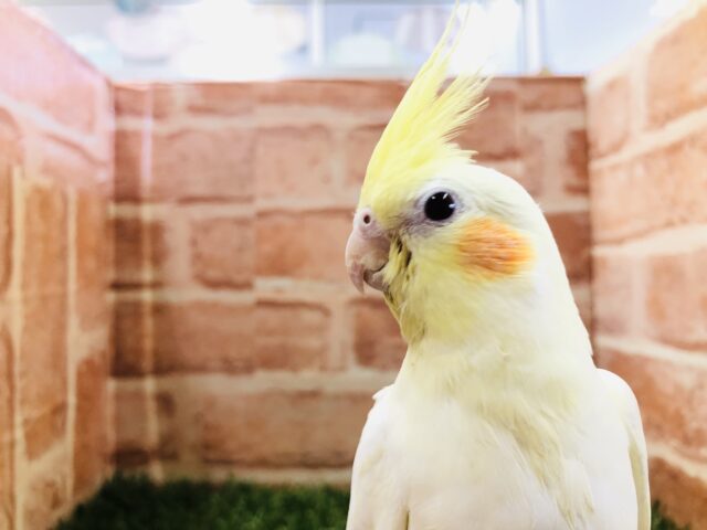 オカメインコ