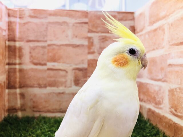 オカメインコ