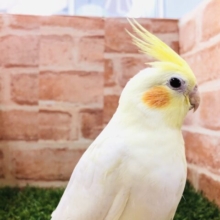 オカメと言えば　PART２　オカメインコ　ルチノー　R４　１２／１７撮影