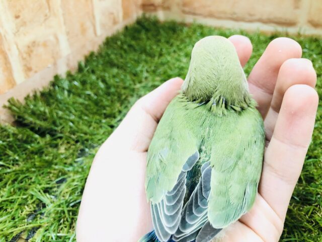 コザクラインコ（小桜インコ）