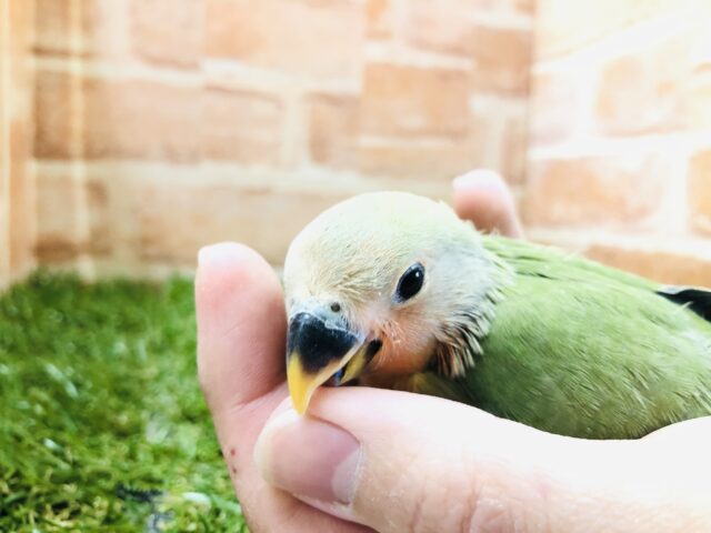 コザクラインコ（小桜インコ）