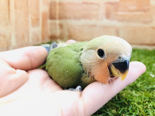 コザクラインコ（小桜インコ）