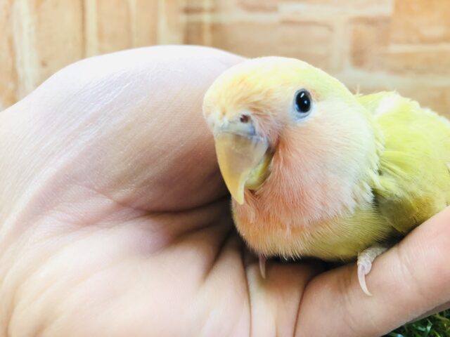 コザクラインコ（小桜インコ）