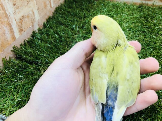 コザクラインコ（小桜インコ）