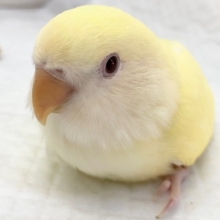 最新画像！クリームカラーにメロメロ～💗　コザクラインコ(クリームルチノー)