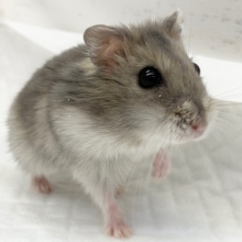 サファイアブルーハムスターフェア　開催中！