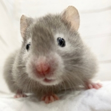 セーブルハムスター　長毛タイプの子がやって来ました！