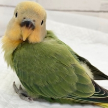 コザクラインコフェア　開催中！