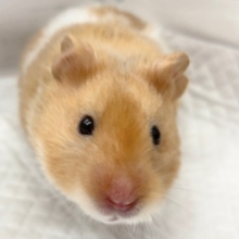 最新画像！さらっとロングの赤目さん。ゴールハムスター入荷！