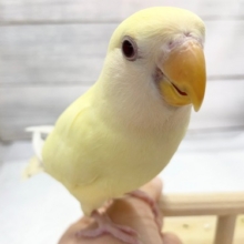 最新画像です！とろける色合い～🍯　コザクラインコ(クリームルチノー)