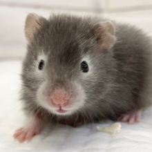 セーブルハムスター　とても小さい子がやって来ました！