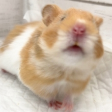 最新画像！さらっとロングの、赤目くん。ゴールデンハムスター入荷。