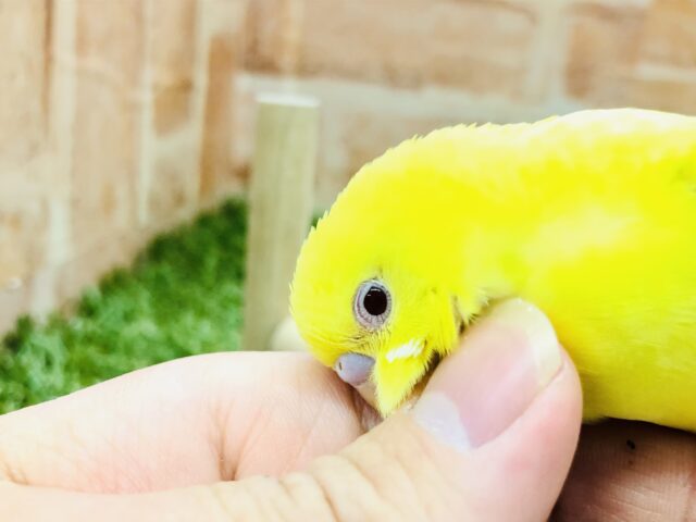 セキセイインコ