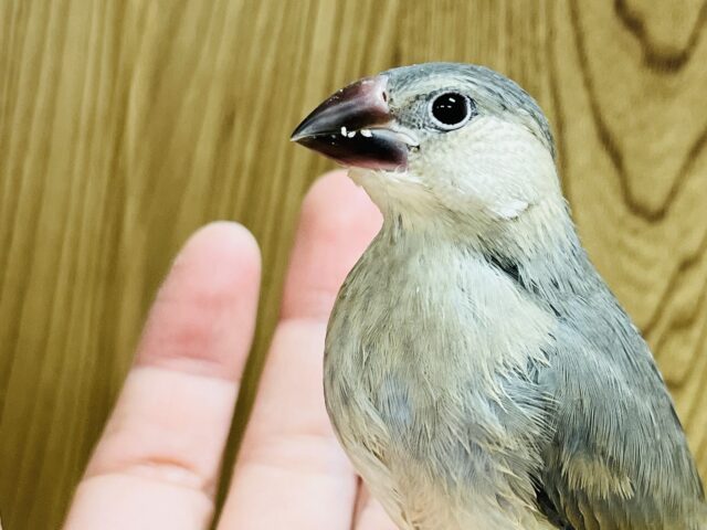 活発！食いしん坊！！桜文鳥 ヒナ