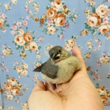「ご飯ください〜❤︎」桜文鳥のヒナちゃん入舎です🌸①