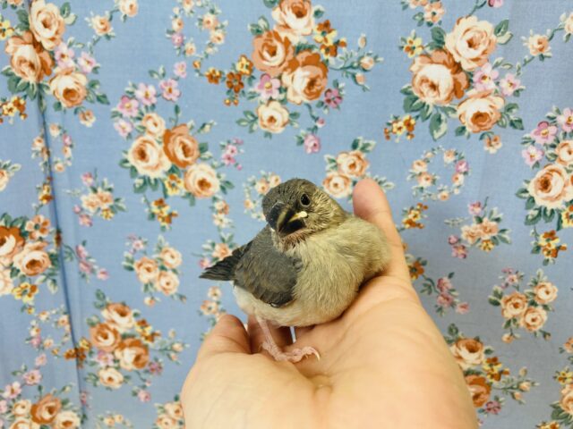 「ご飯ください〜❤︎」桜文鳥のヒナちゃん入舎です🌸①