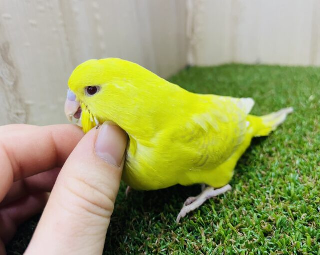 最新画像になりますよ‼️大きいヒヨコさん？黄色のジャンボさん‼️ ジャンボセキセイインコ　レースウィングイエロー