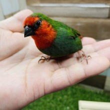 最新画像あります☆手に乗ってくれちゃうタイヨウくん☀️ヒノマルチョウ！