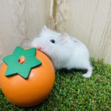 ほっこりしたい(*ﾟ∀ﾟ*)🤍ロボロフスキー　ブラウンパイド　男の子