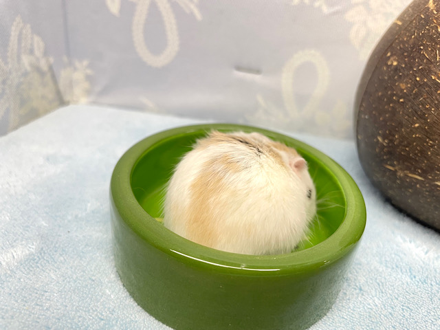 ✨最新画像あります✨素早いでぇ〜🐹💨ロボロフスキーハムスター(ブラウンパイド)男の子2022年12月生まれ ロボロフスキーハムスター