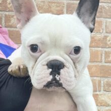人が大好きだぶぅ〜💛 フレンチブルドッグ（パイド） 男の子 2022年3月26日生まれ！