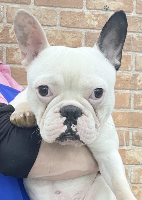 人が大好きだぶぅ〜💛 フレンチブルドッグ（パイド） 男の子 2022年3月26日生まれ！