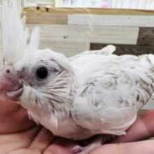 久しぶり‼︎WHシナモンパールパイドのオカメインコの雛入舎しました☆