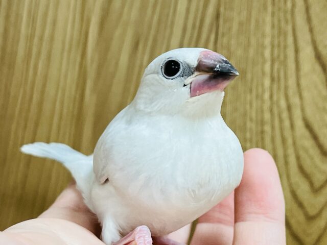 シルバー文鳥