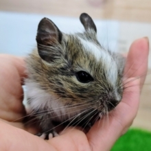 大人気のデグー❤パイドカラーのベビーさん入荷しました❤