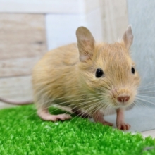 デグーベビー(サンド)入荷しました〜❤