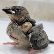 今年産まれです～🐣　桜文鳥