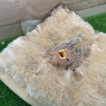 シナモン文鳥①ツルツルのヒナが入荷しました〜❤