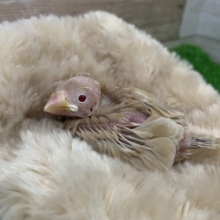 シナモン文鳥②将来楽しみ❤文鳥さんのヒナ入荷しました❤