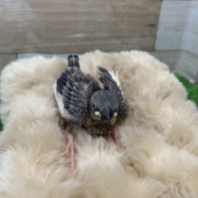 つるつるボディ❤桜文鳥のヒナ入荷しました〜❤