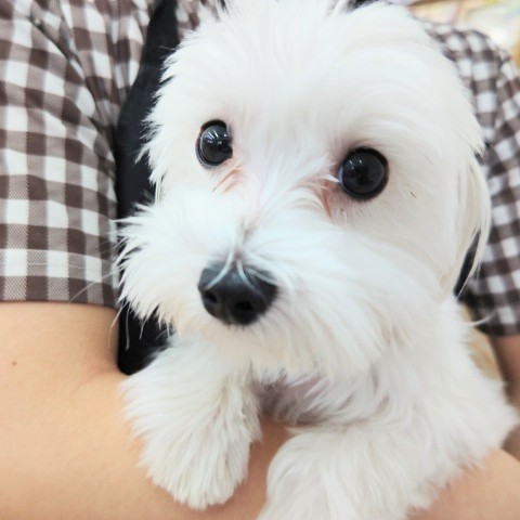 マルチーズ 男の子♪しっぽフリフリ甘えんぼ〜❤ マルチーズ