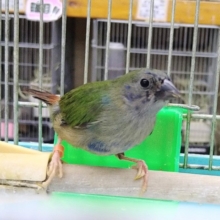 最新画像あり！美鳥に変身中！ チモールセイコウ鳥さん