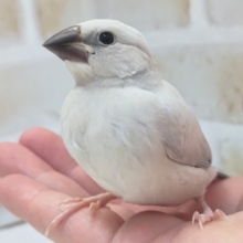 最新画像あり！　この色合いたまらない～💖　シルバー文鳥