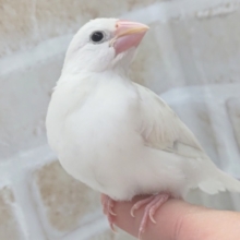 最新画像あり！　真っ白天使～👼　白文鳥