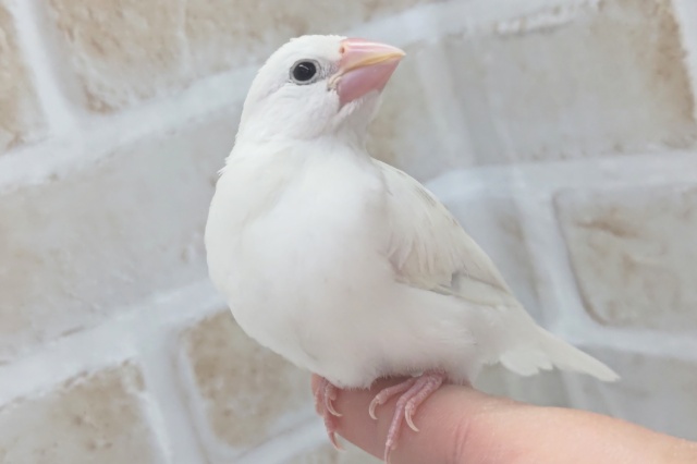 最新画像あり！　真っ白天使～👼　白文鳥