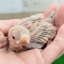 大人気❤シナモン文鳥のヒナ入荷しました〜❤